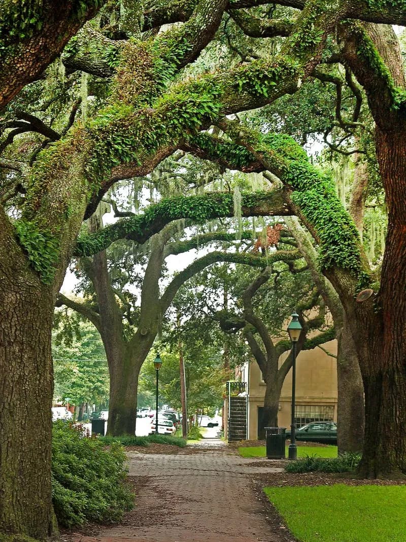 Savannah