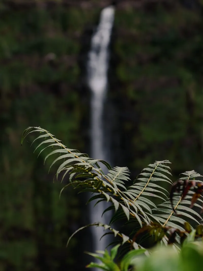 Waimea