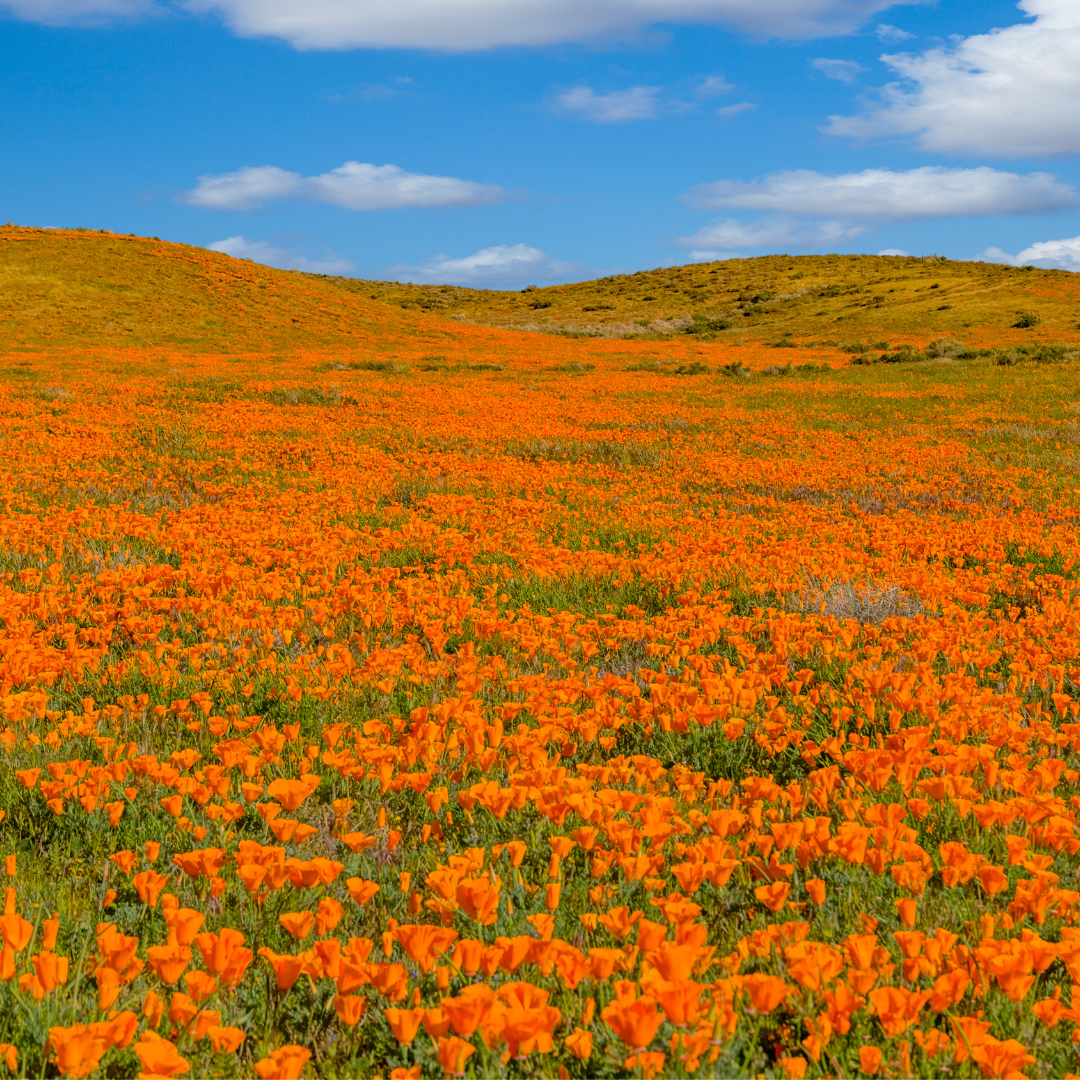 Antelope Valley California Poppy Reserve Antelope Valley California Poppy Reserve