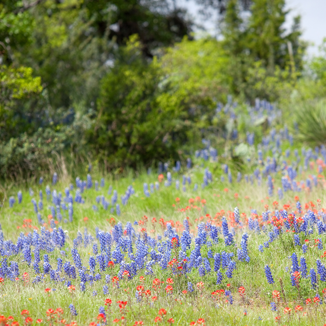 Texas Hill Country Texas Hill Country
